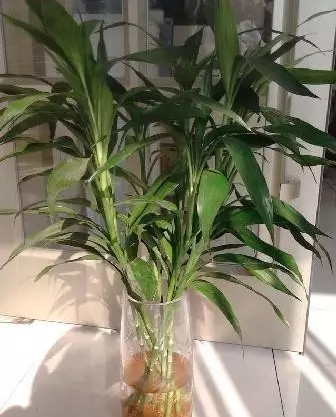 可以給室內(nèi)加濕的綠植有哪些.png picture\8_2.png